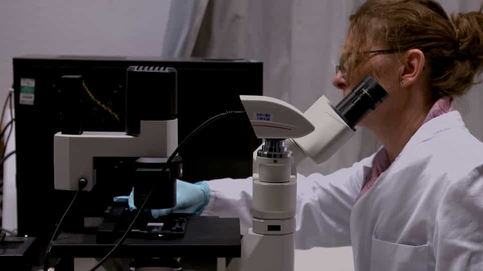 Development of a Noninvasive, Laser-Assisted Experimental Model of Corneal Endothelial Cell Loss