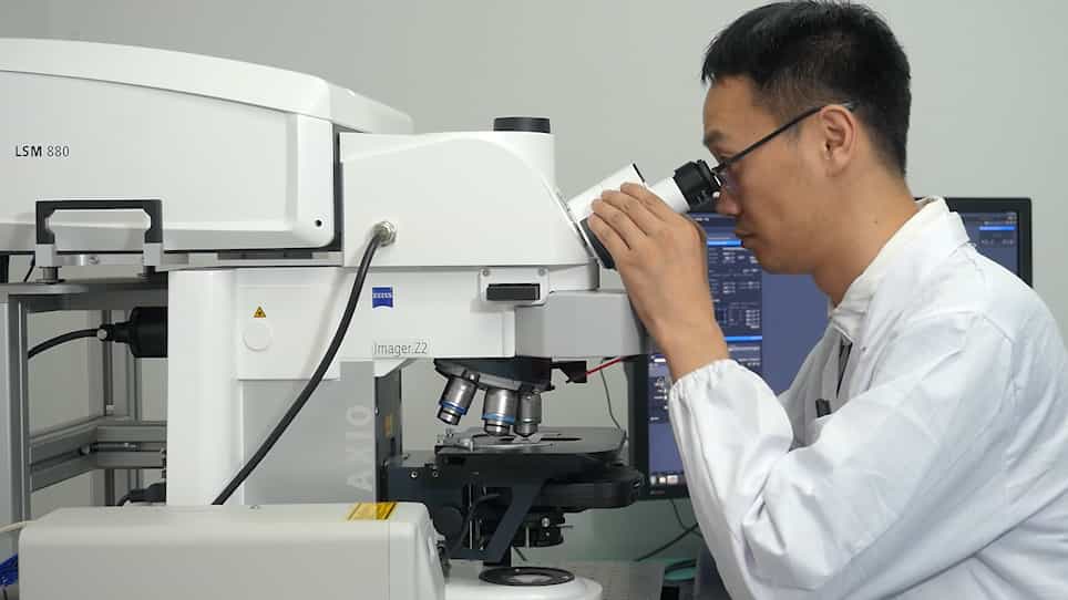 Dissection and Lipid Droplet Staining of Oenocytes in Drosophila Larvae