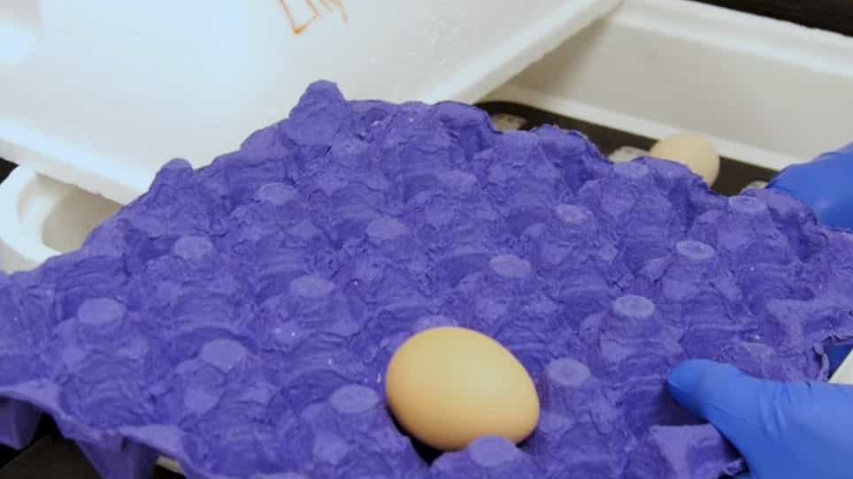 Using the Chicken Chorioallantoic Membrane In Vivo Model to Study Gynecological and Urological Cancers