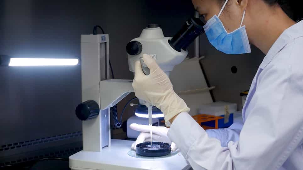 Inguinal Subcutaneous White Adipose Tissue (ISWAT) Transplantation Model of Murine Islets