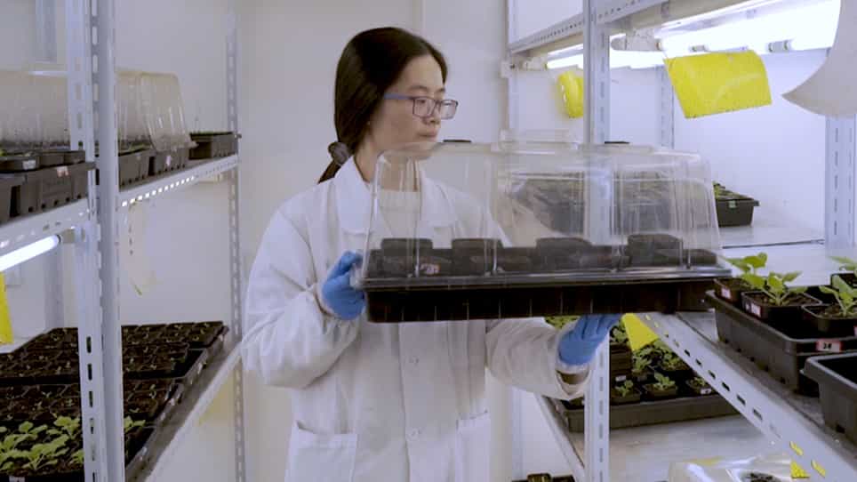 Screening and Identification of RNA Silencing Suppressors from Secreted Effectors of Plant Pathogens