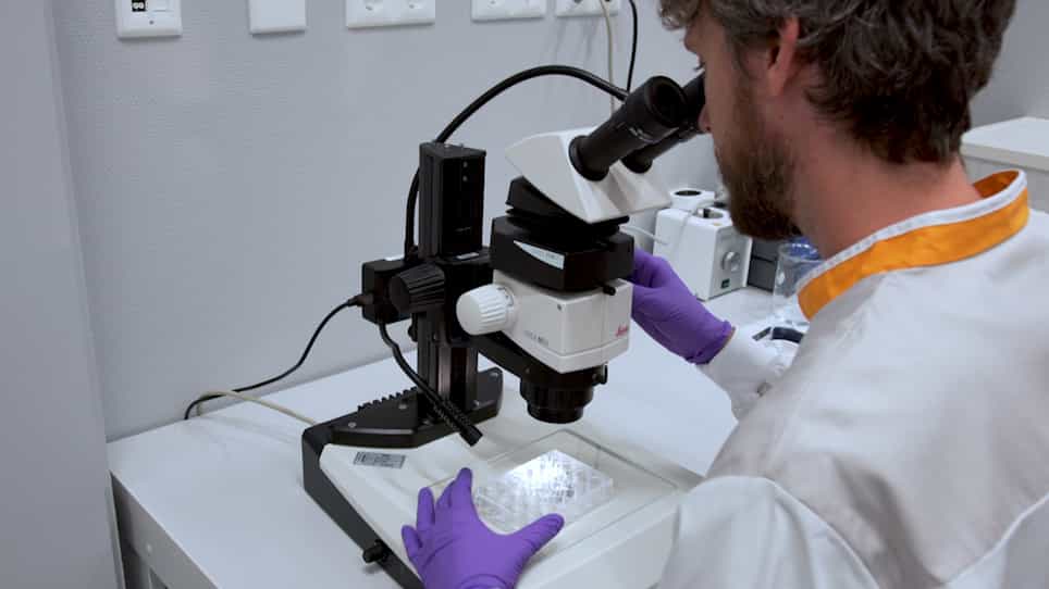 Single-Cell Resolution Three-Dimensional Imaging of Intact Organoids