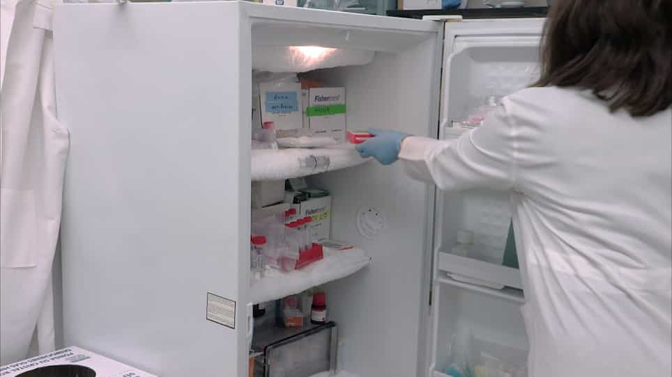 Enrichment of Mammalian Tissues and Xenopus Oocytes with Cholesterol