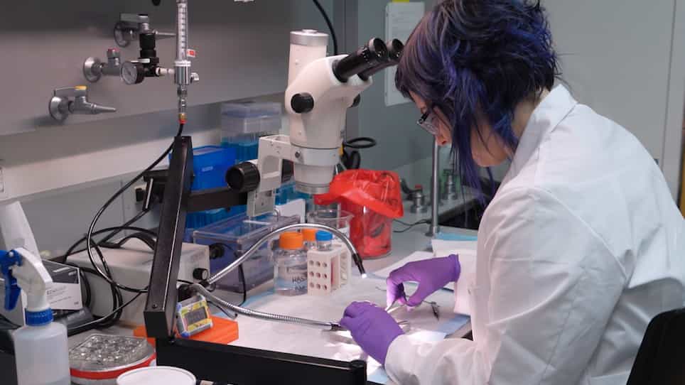 Dextran Labeling and Uptake in Live and Functional Murine Cochlear Hair Cells