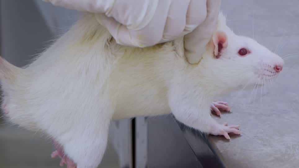 Establishment of Acute Pontine Infarction in Rats by Electrical Stimulation