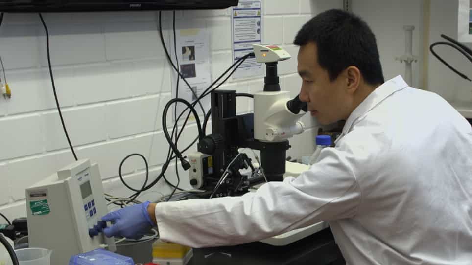 Development of a Larval Zebrafish Infection Model for Clostridioides difficile
