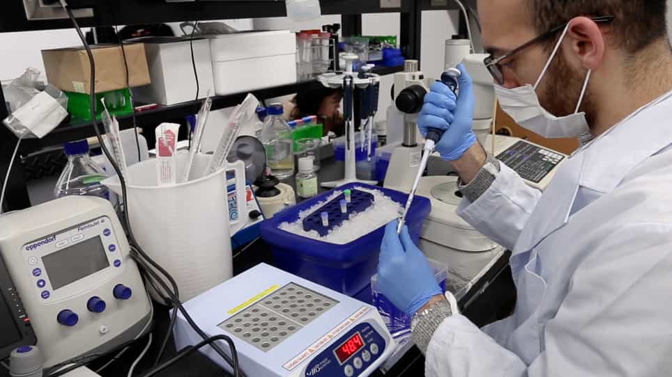 Use of Freeze-thawed Embryos for High-efficiency Production of Genetically Modified Mice