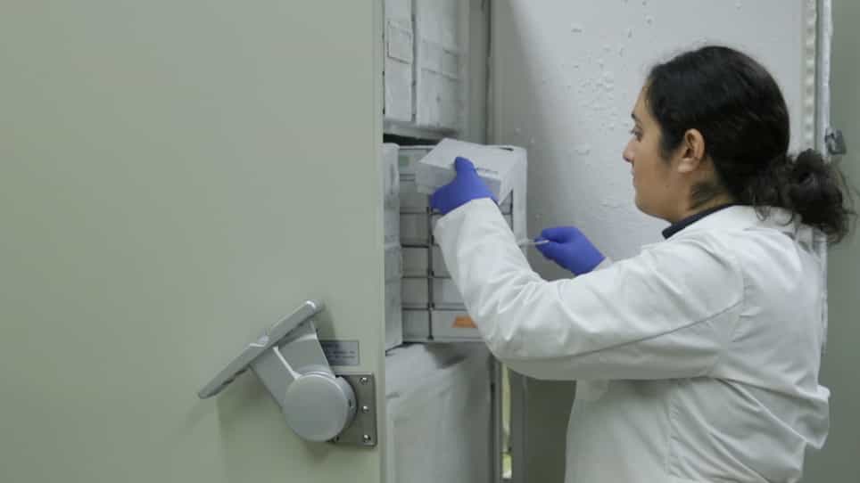 RiboTag Immunoprecipitation in the Germ Cells of the Male Mouse