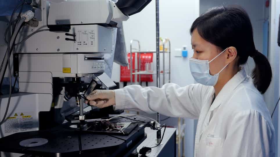Multiphoton Microscopic Observation of Vessels in Mouse Liver Tissue