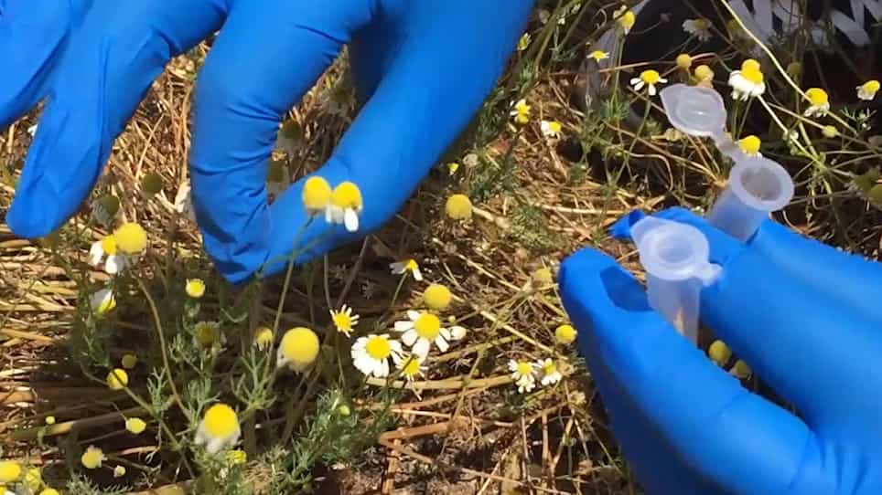 Field Identification of Matricaria chamomilla using a Portable qPCR System
