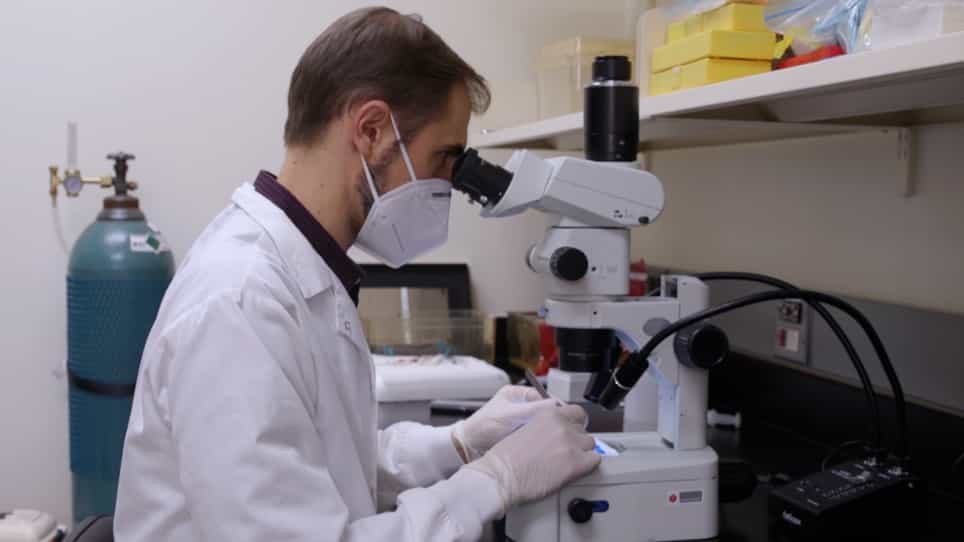 Performing Colonoscopic-Guided Pinch Biopsies in Mice and Evaluating Subsequent Tissue Changes