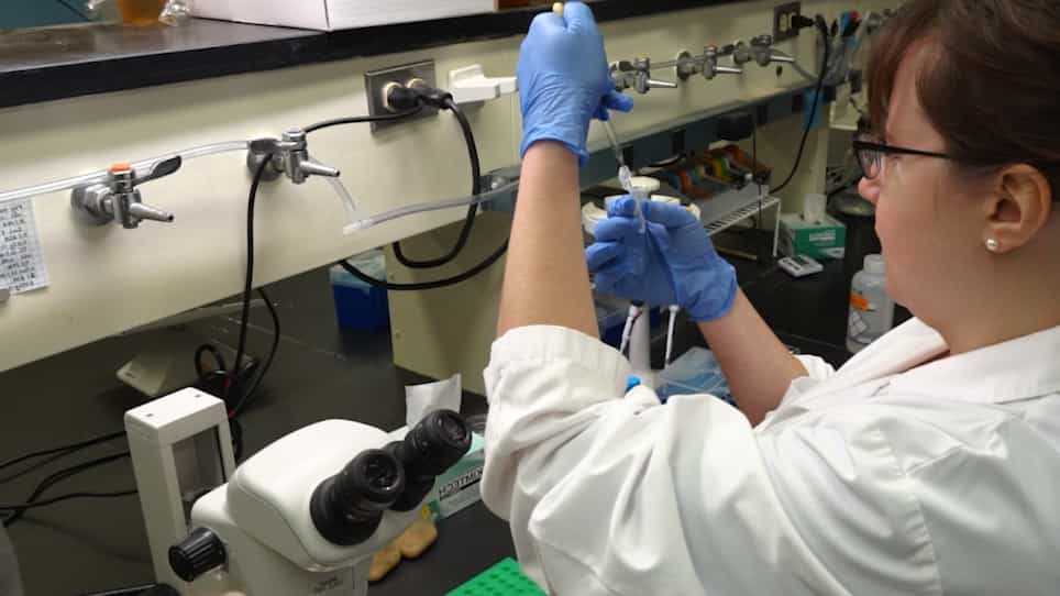 Preparation of Drosophila Larval and Pupal Testes for Analysis of Cell Division in Live, Intact Tissue