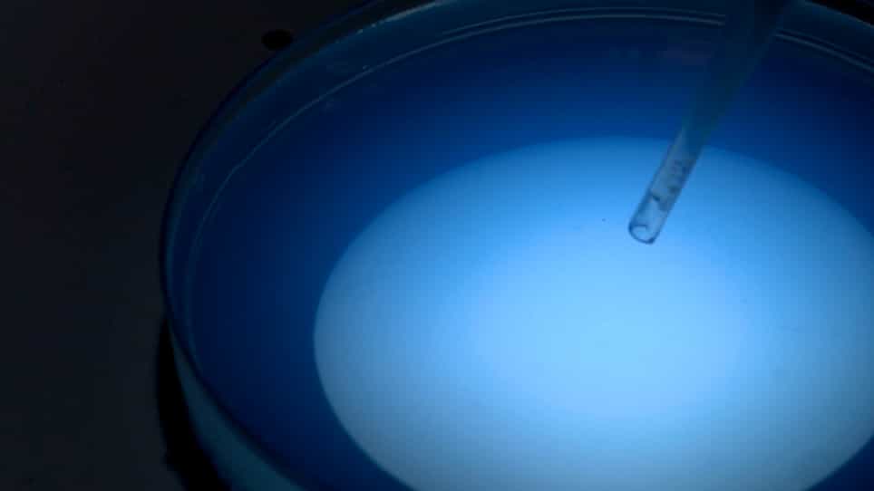 Drug Screening of Primary Patient Derived Tumor Xenografts in Zebrafish