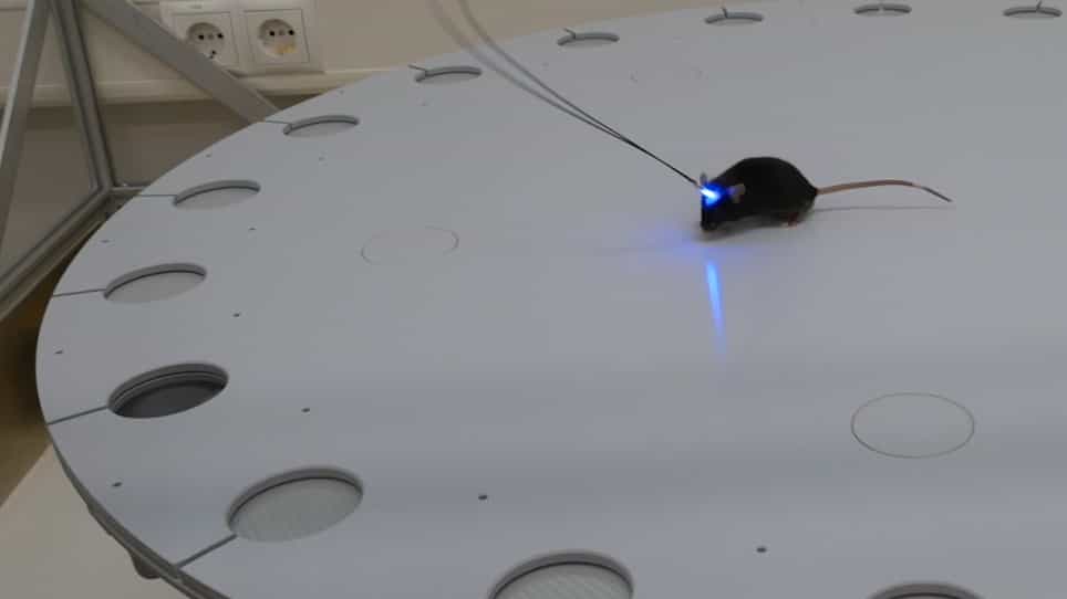 Optogenetic Manipulation of Neuronal Activity to Modulate Behavior in Freely Moving Mice