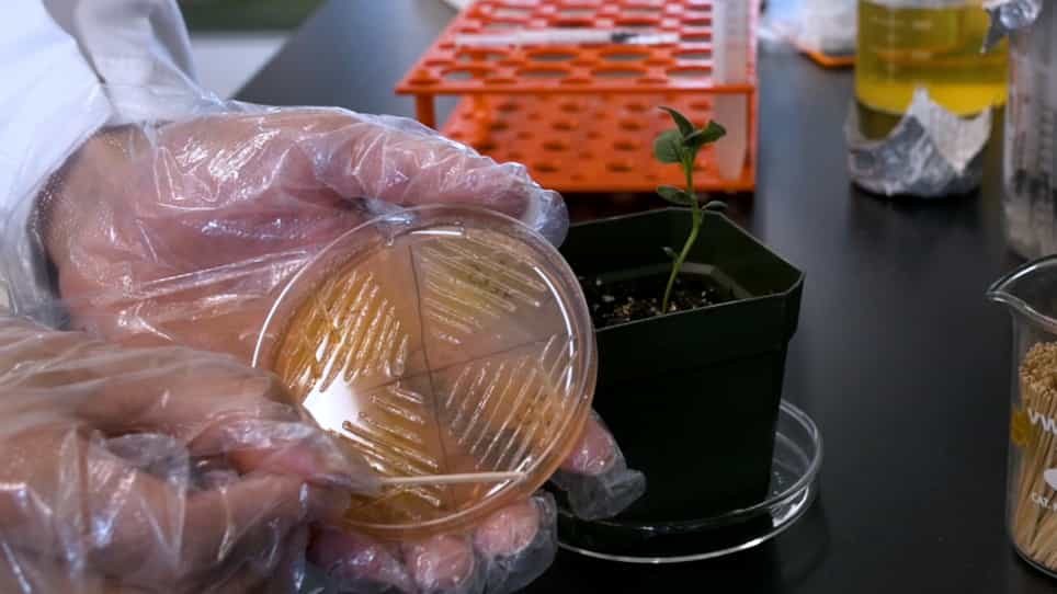 Potato Virus X-Based microRNA Silencing VbMS In Potato.