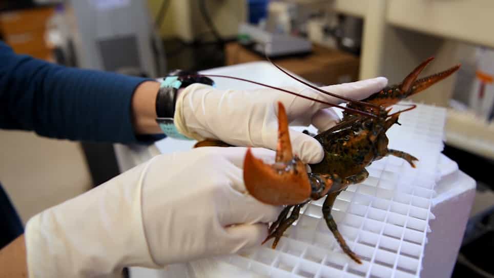 Impedance Pneumography for Minimally Invasive Measurement of Heart Rate in Late Stage Invertebrates