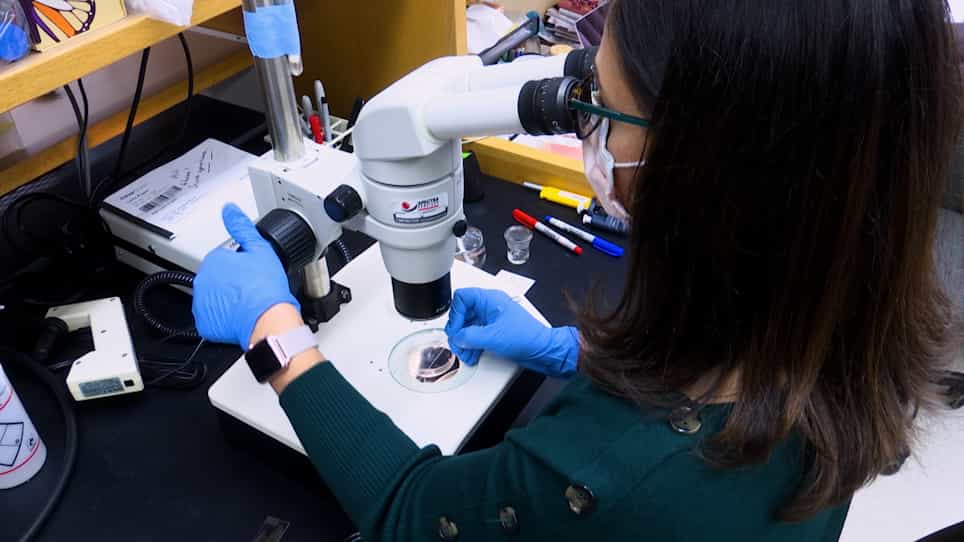 Quantifying Tissue-Specific Proteostatic Decline in Caenorhabditis elegans