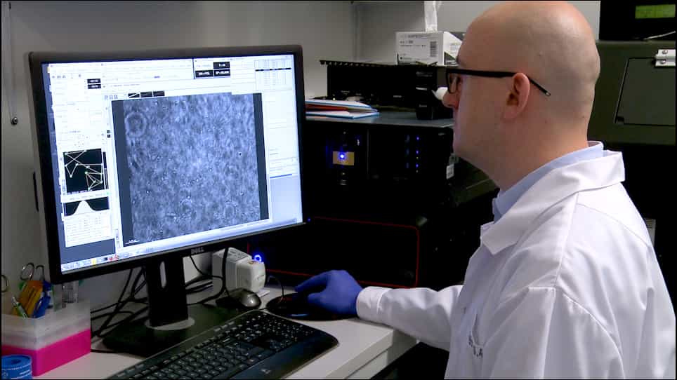 Live-Cell Imaging of the Life Cycle of Bacterial Predator Bdellovibrio bacteriovorus using Time-Lapse Fluorescence Microscopy