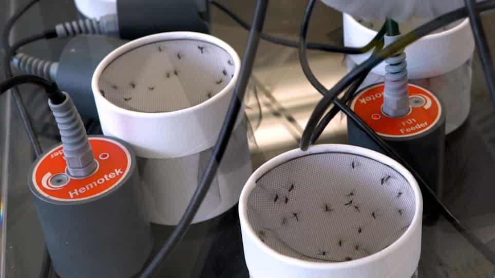 Vector Competence Analyses on Aedes aegypti Mosquitoes using Zika Virus