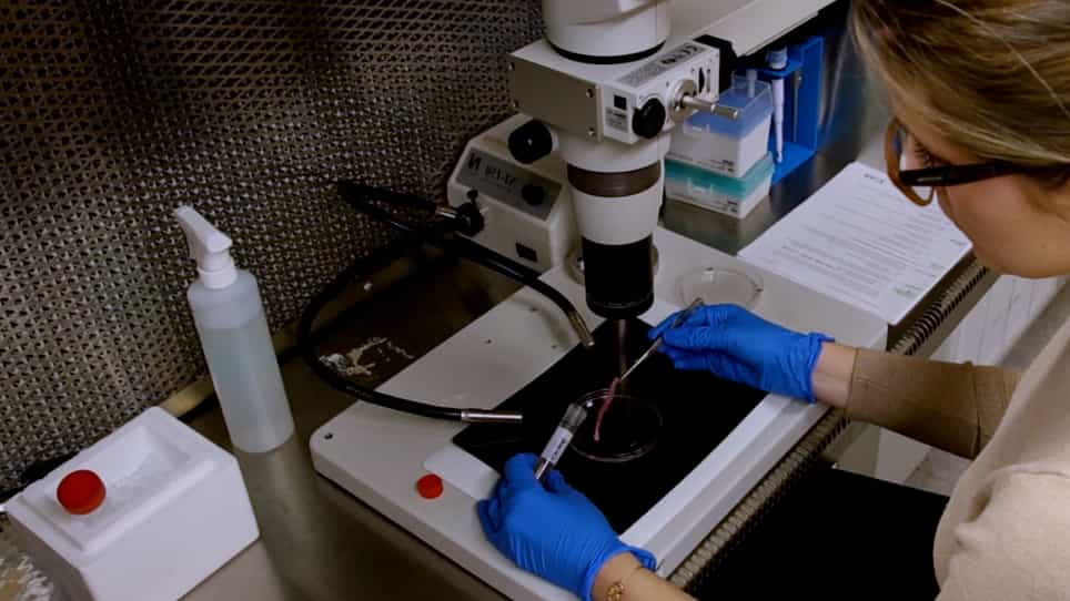 Mouse Footpad Inoculation Model to Study Viral-Induced Neuroinflammatory Responses