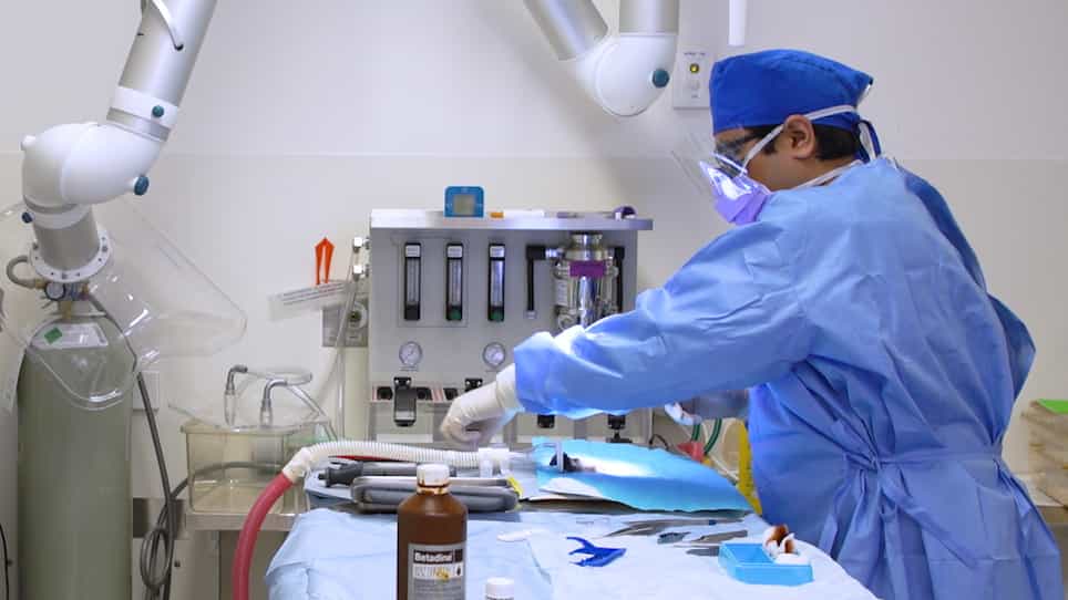 Induction of Complete Transection-Type Spinal Cord Injury in Mice