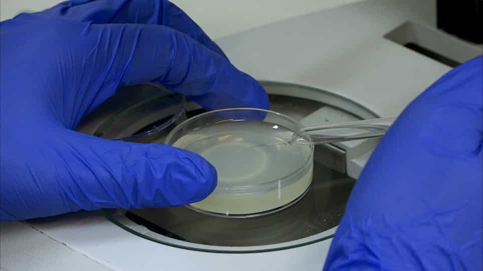 Using Caenorhabditis elegans to Screen for Tissue-Specific Chaperone Interactions