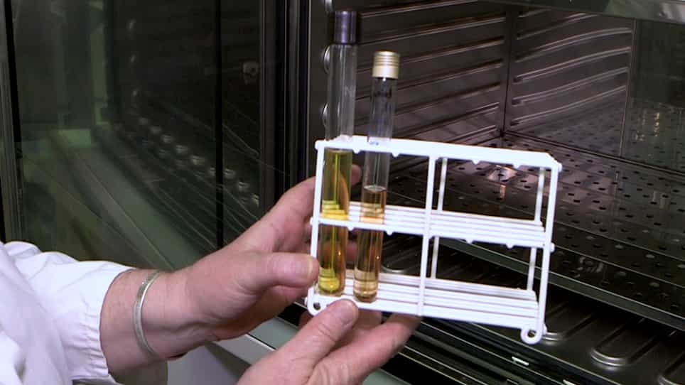 Production of Germ-Free Fast-Growing Broilers from a Commercial Line for Microbiota Studies