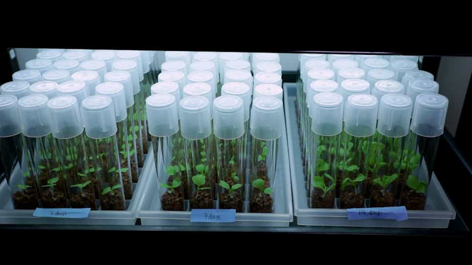 A Gnotobiotic System for Studying Microbiome Assembly in the Phyllosphere and in Vegetable Fermentation