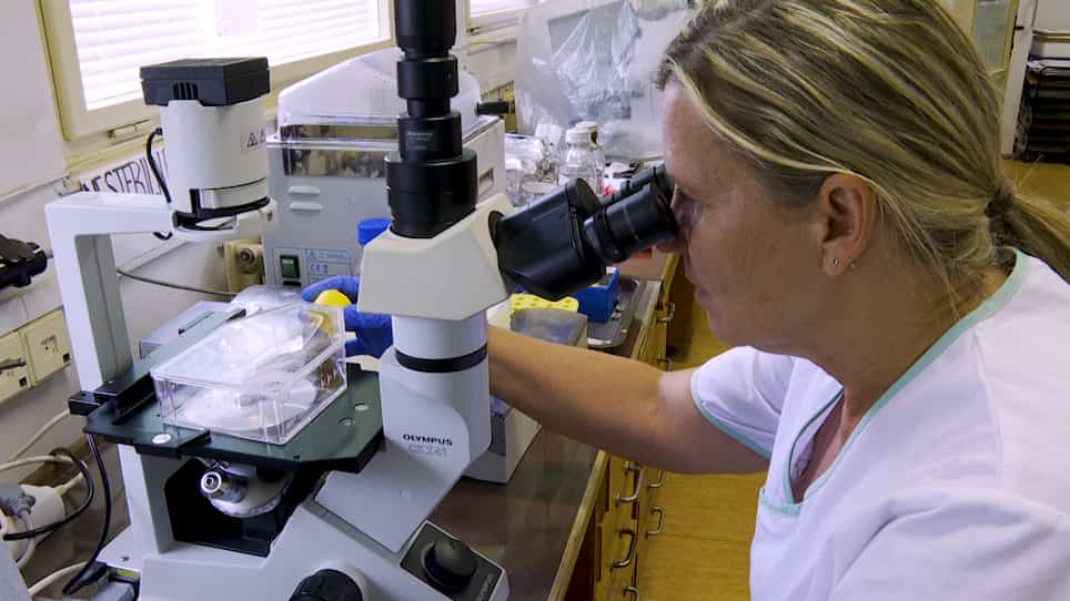 Simple Detection of Primary Cilia by Immunofluorescence
