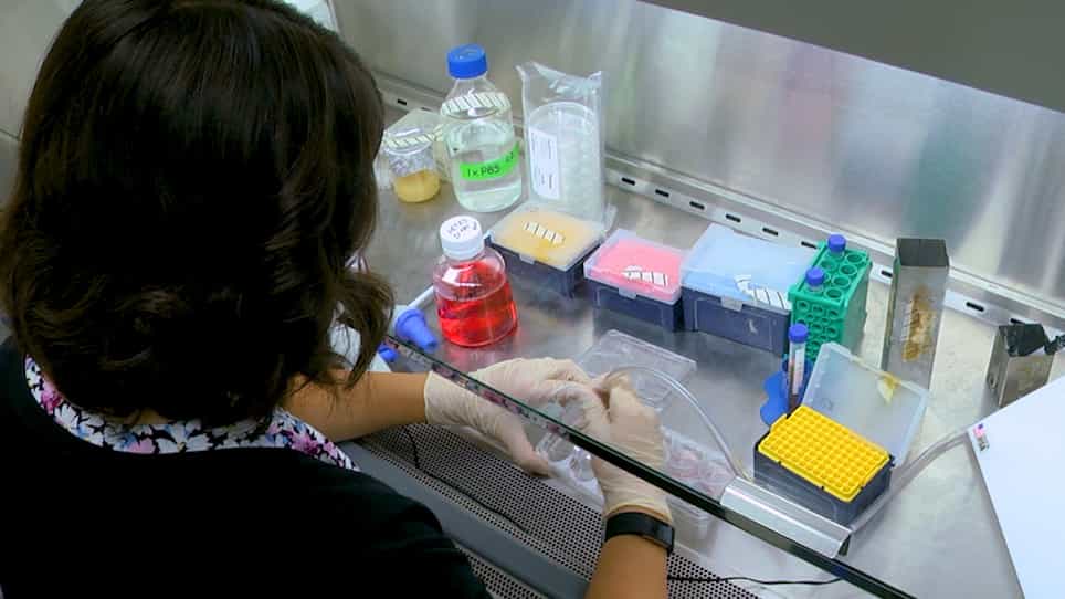 Studying Effects of Cigarette Smoke on Pseudomonas Infection in Lung Epithelial Cells