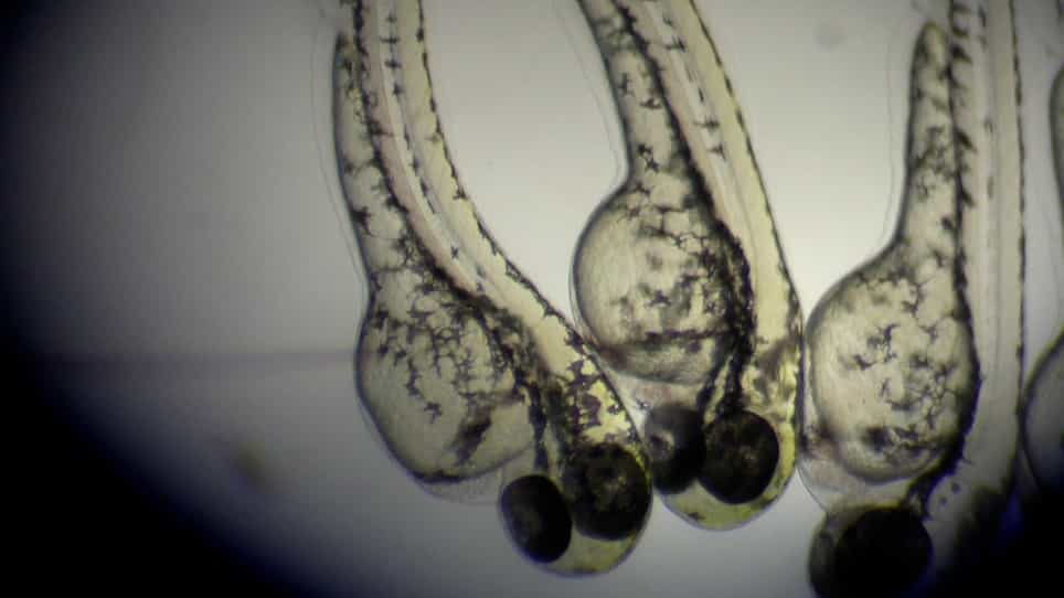 Infection of Zebrafish Larvae with Aspergillus Spores for Analysis of Host-Pathogen Interactions