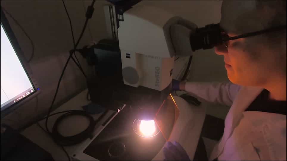 Assessment of de novo Protein Synthesis Rates in Caenorhabditis elegans
