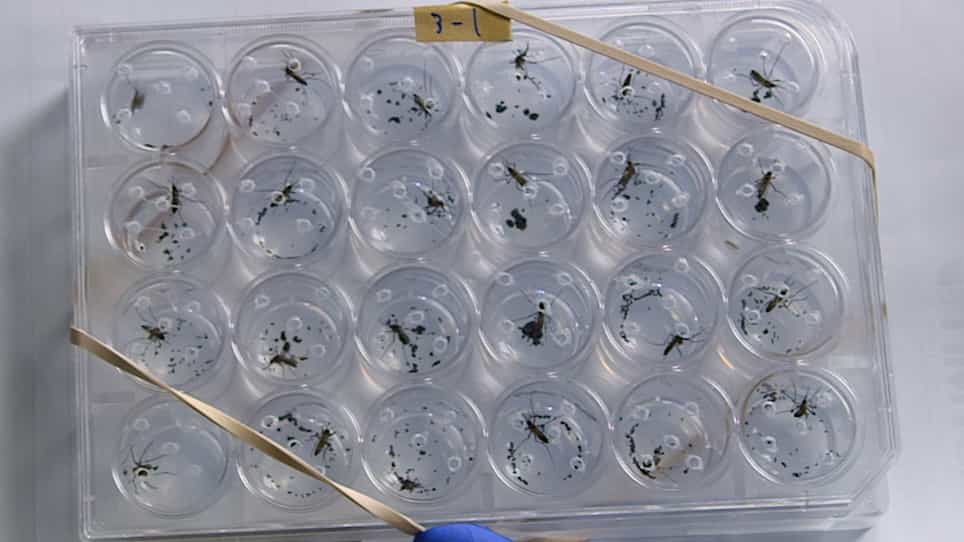 Improved Fecundity and Fertility Assay for Aedes aegypti using 24 Well Tissue Culture Plates EAgaL Plates