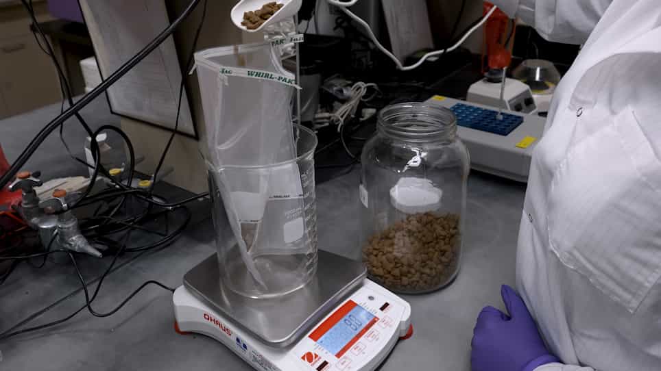Loop-Mediated Isothermal Amplification for Screening Salmonella in Animal Food and Confirming Salmonella from Culture Isolation