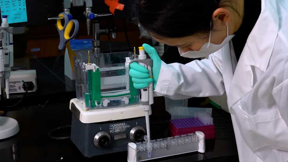 Protein Extract Preparation and Co-immunoprecipitation from Caenorhabditis elegans