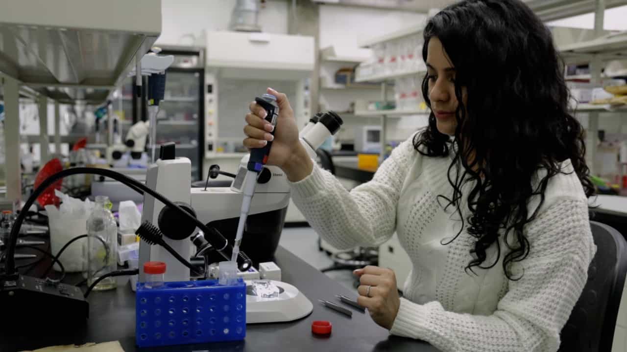 Dissection, Immunohistochemistry and Mounting of Larval and Adult Drosophila Brains for Optic Lobe Visualization