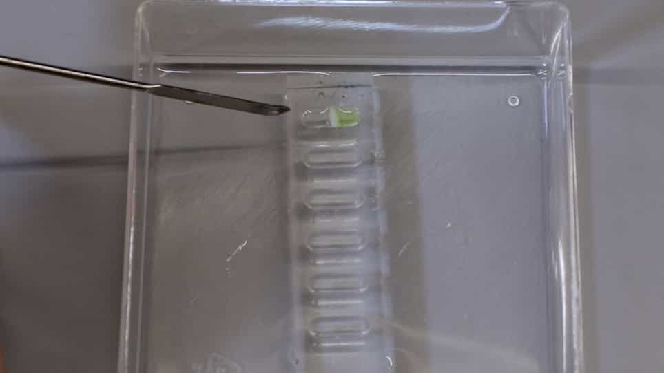 Characterization of Intra-Cartilage Transport Properties of Cationic Peptide Carriers