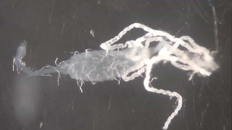 A Bacterial Oral Feeding Assay with Antibiotic-Treated Mosquitoes