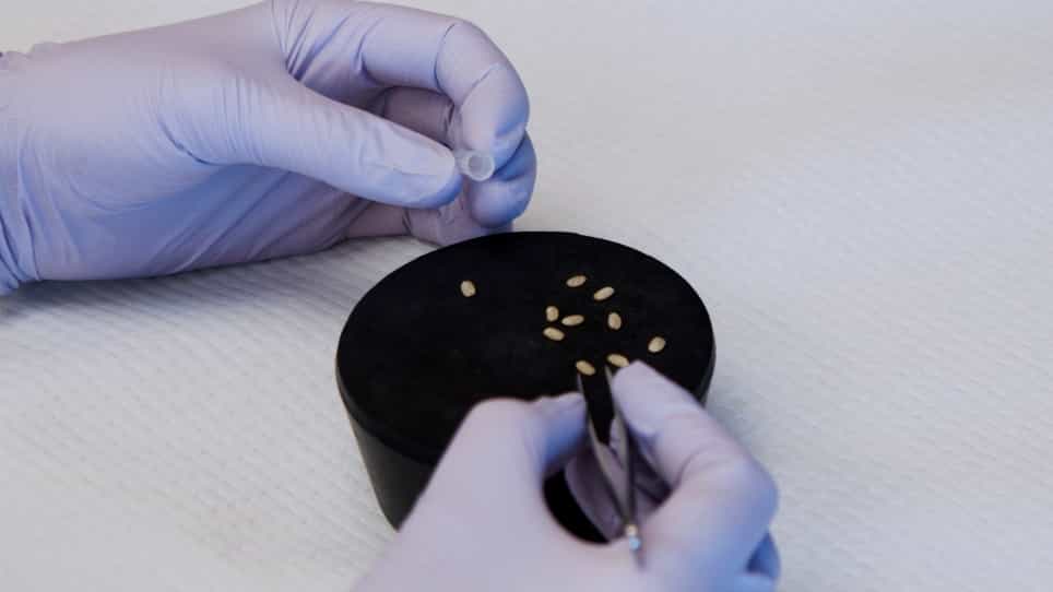Transverse Sectioning of Mature Rice Oryza sativa L. Kernels for Scanning Electron Microscopy Imaging Using Pipette Tips as Immobilization Support