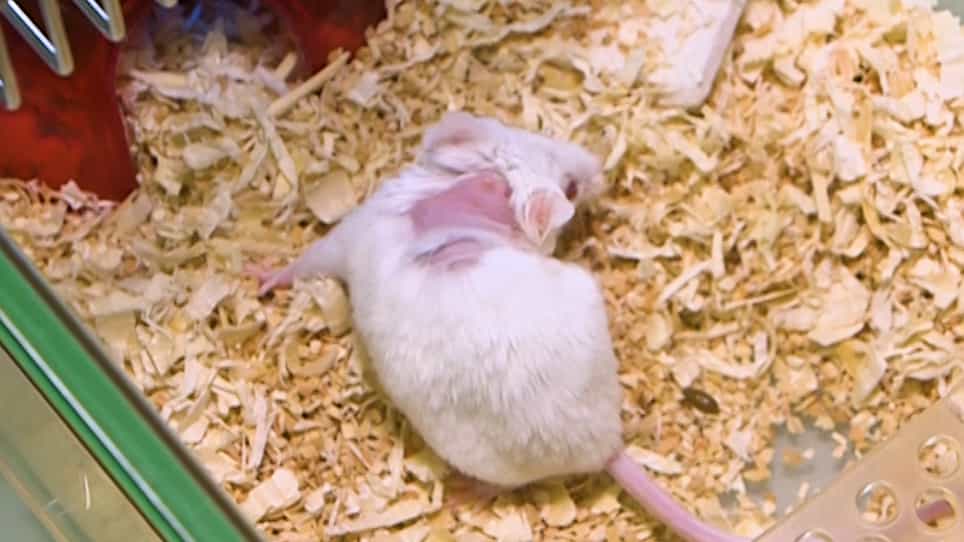 A Capsule-Based Model for Immature Hard Tick Stages Infestation on Laboratory Mice
