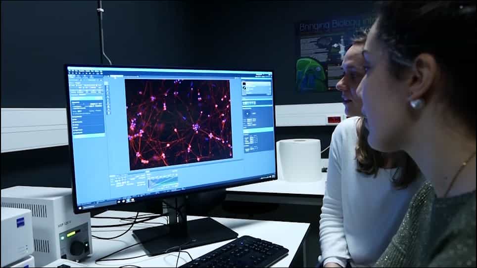 Isolation and Culture of Chick Ciliary Ganglion Neurons