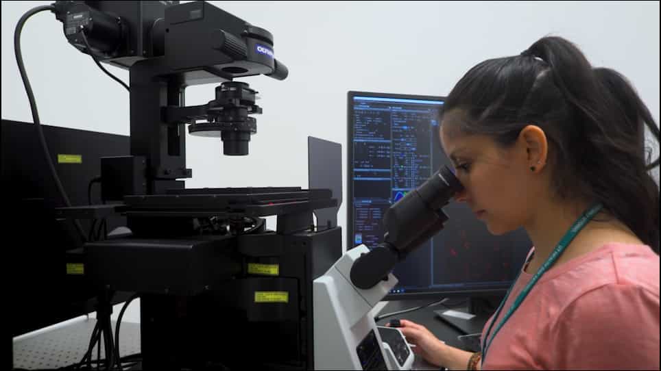 Visualization of DNA Repair Proteins Interaction by Immunofluorescence
