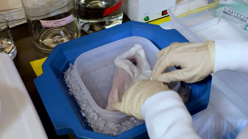 Inhibition of Wound Epidermis Formation via Full Skin Flap Surgery During Axolotl Limb Regeneration