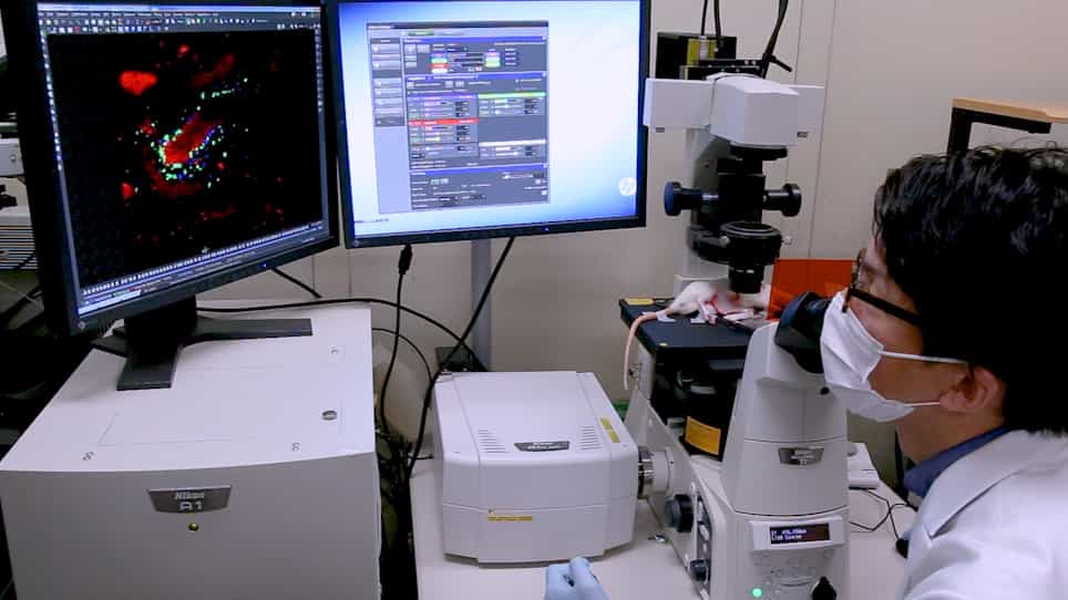 Microscopic Observation of Lymphocyte Dynamics in Rat Peyer's Patches