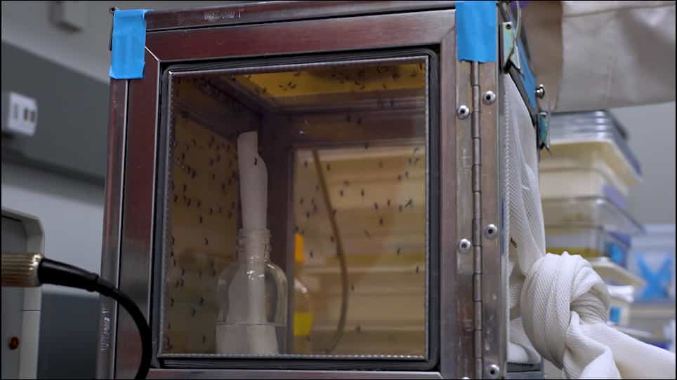 Propagation of the Microsporidian Parasite Edhazardia aedis in Aedes aegypti Mosquitoes
