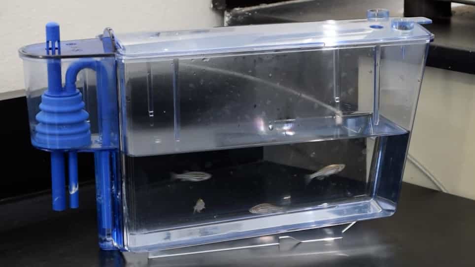 Acute Kidney Injury Model Induced by Cisplatin in Adult Zebrafish
