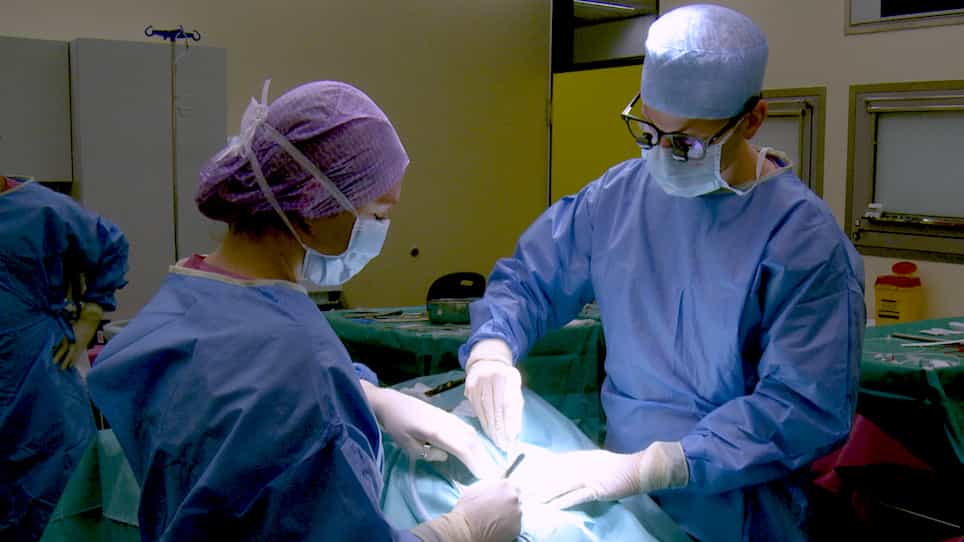 Orthotopic Kidney Auto-Transplantation in a Porcine Model Using 24 Hours Organ Preservation And Continuous Telemetry
