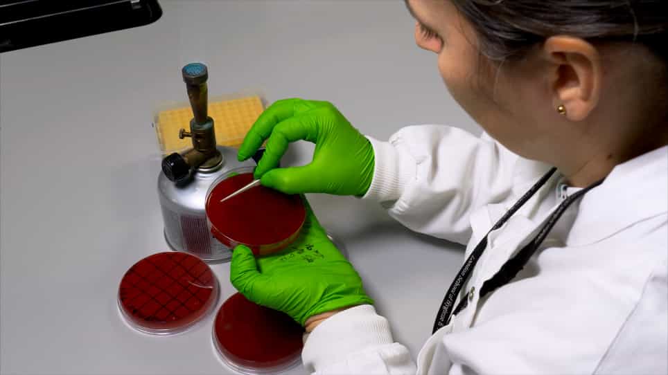 Constructing Mutants in Serotype 1 Streptococcus pneumoniae strain 519/43