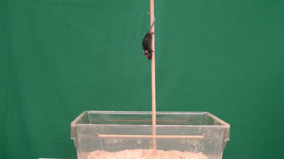 Implantation of Osmotic Pumps and Induction of Stress to Establish a Symptomatic, Pharmacological Mouse Model for DYT/PARK-ATP1A3 Dystonia