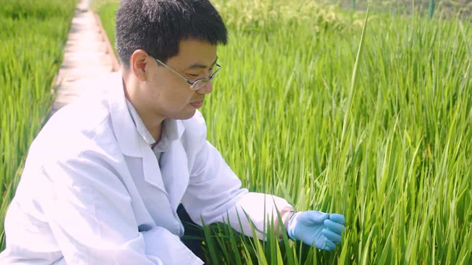 Agrobacterium-Mediated Genetic Transformation, Transgenic Production, and Its Application for the Study of Male Reproductive Development in Rice